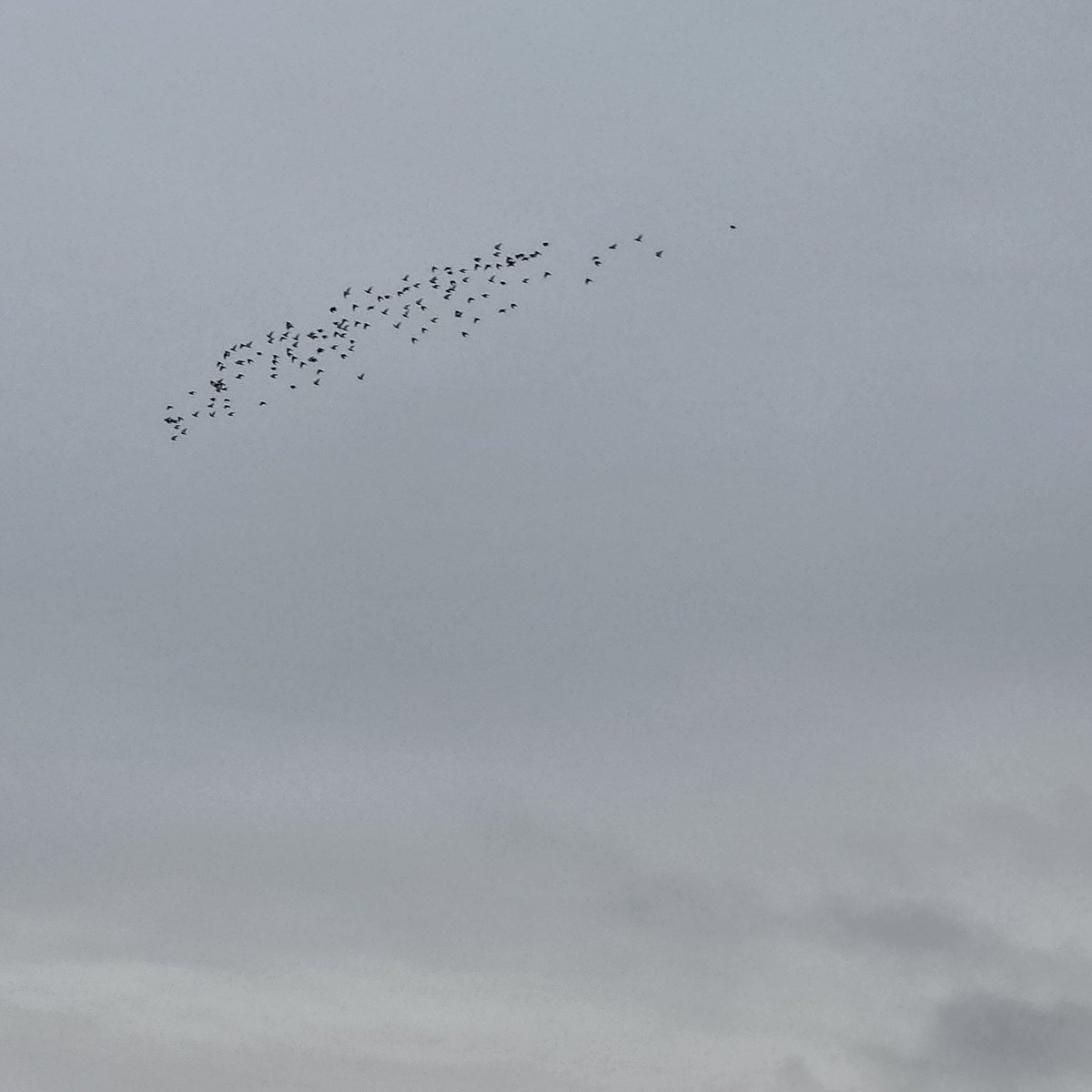 mimo222325's tweet photo. おはようございます  ☁
今朝の曇り空に  鳥の群れが   ﹡˖ ˟ ˖   ࣪  ⊹

大空をみんな一緒に  一生懸命
気持ちよさそうに飛んでいました ✨ https://t.co/cB7iemBIHL