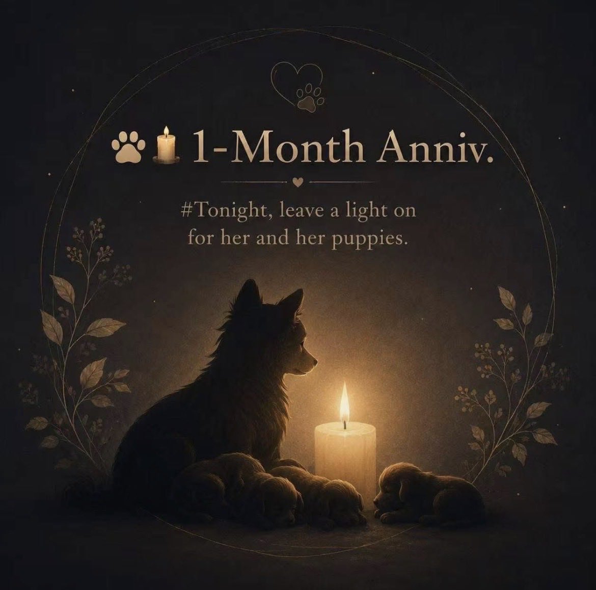 animals_cn's tweet photo. Tonight,leave a light on for her and her puppies https://t.co/LrXYCdrNNm