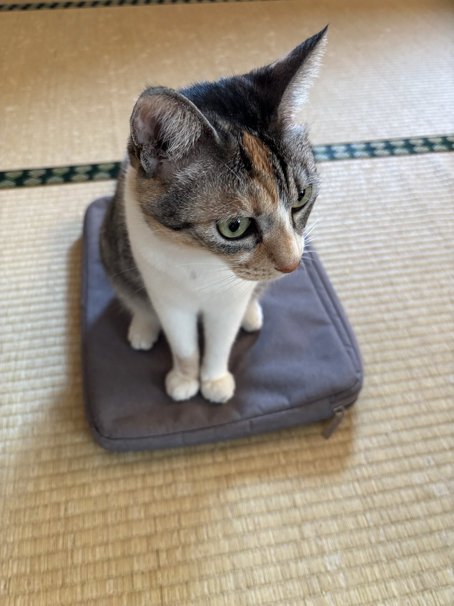 matchatheo's tweet photo. 今日は天気が崩れるようですね
皆様、急な大雨に気をつけてお出かけください⛈️
暑いので水分補給も忘れずに🚰

おはようございます☀ https://t.co/sNaiam40lU