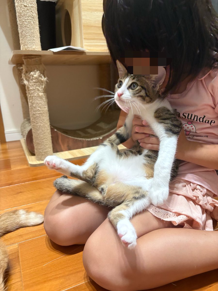 kagisuzu0531's tweet photo. 猫吸いを

←許してくれる時　許さない時→ https://t.co/IbzWLqrrkK