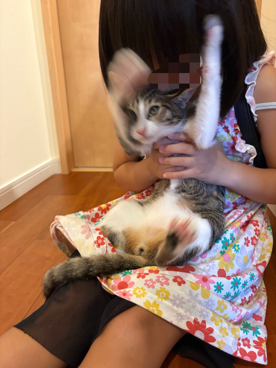 kagisuzu0531's tweet photo. 猫吸いを

←許してくれる時　許さない時→ https://t.co/IbzWLqrrkK