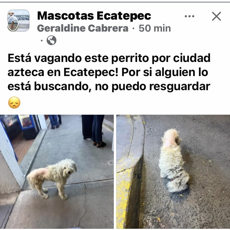 AlejandraVegaF5's tweet photo. ATENCIÓN ECA‼️ Alguien que pueda ayudarlo!?? Tiene sarna https://t.co/jBMA6iwY3T
