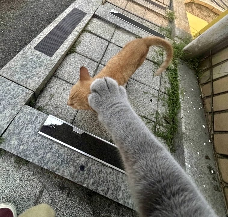 lalalalala12___'s tweet photo. ‼️rt 부탁
[고양이의 가족을 찾습니다.]

아파트 주민들의 사랑을 받던 아이가 교통사고를 당해 현재 보호센터에서 보호 중입니다.
사람을 믿고 먼저 다가오는 아이입니다. 동네에서 사랑받던 아이가 이번엔 평생을 함께해 주실 가족을 기다립니다.

입양 문의
안산보호소
031-296-0124 https://t.co/JEztkgmr1K