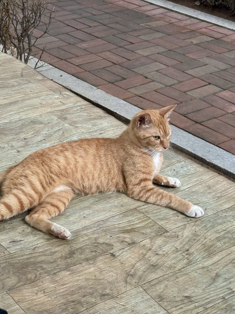 lalalalala12___'s tweet photo. ‼️rt 부탁
[고양이의 가족을 찾습니다.]

아파트 주민들의 사랑을 받던 아이가 교통사고를 당해 현재 보호센터에서 보호 중입니다.
사람을 믿고 먼저 다가오는 아이입니다. 동네에서 사랑받던 아이가 이번엔 평생을 함께해 주실 가족을 기다립니다.

입양 문의
안산보호소
031-296-0124 https://t.co/JEztkgmr1K