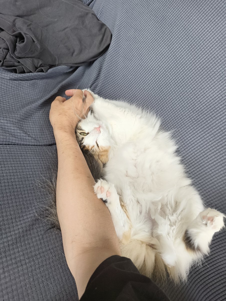 hamaguri_na's tweet photo. 仕事行くんか？
 #ノルウェージャンフォレストキャット
 #猫のいる暮らし
 #猫好きさんと繋がりたい https://t.co/EhfWoiQiPx