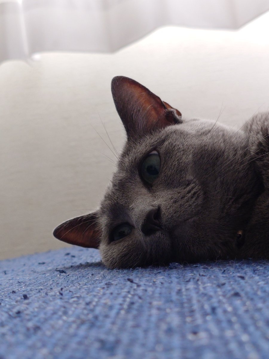 56jonjoe's tweet photo. #猫のいる暮らし https://t.co/VJcRpt4IhB