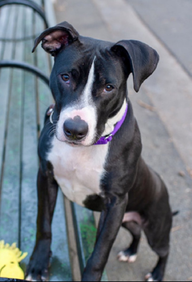 magalys_rios's tweet photo. #ADOPT OREO DIPLO 🐶❤️🥎 #157433
 🆘OWNER SURRENDER 
  Adorable 3 yr old boy 50.4 lbs
Read his bio he is a great dog 
Deserves ❤️ and a family
      not   Pop-up crate at a KILL shelter
      ADOPTION FEE WAIVED PROMO

https://t.co/63Hc3mvtoE

#Foster
#Repost https://t.co/ziWgAL9cmo