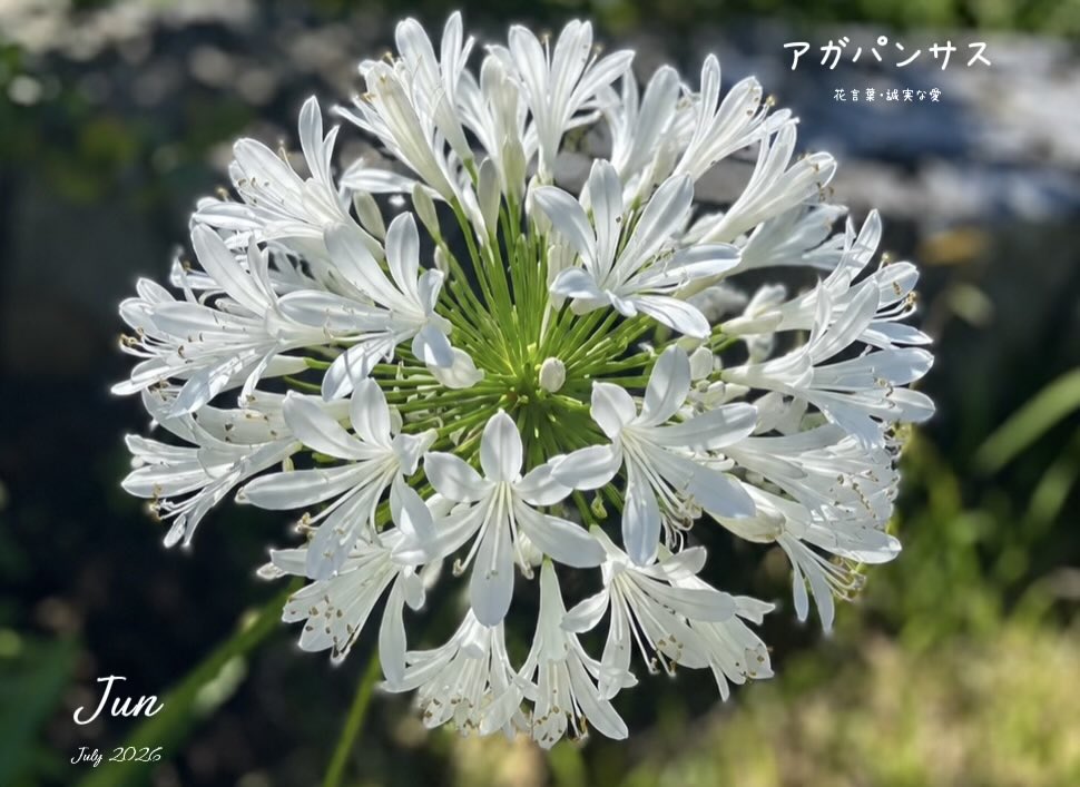 okdkgg7amp10's tweet photo. 🤍🌿 2026.7.28.𝐓𝐮𝐞.🌤️34/28℃  🤍🌿

         (✿´⌣`✿) 𝔾𝕠𝕠𝕕 𝕄𝕠𝕣𝕟𝕚𝕟𝕘  ☕𓈒𓏸︎︎︎︎ 🥪

         本日もご安全に🍀𓂃◌𓈒𓐍𖤣𖥧𖥣｡🎐🍃 https://t.co/zI6ctlYq96