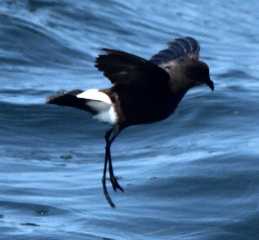 plisder's tweet photo. Wilson’s Storm-Petrel. Never seen one of these cool birds. They hang out with the whales. https://t.co/vK0oQXZ9Xq