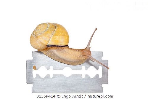 mairunia's tweet photo. Snails on blades https://t.co/yT9z4p3GWr