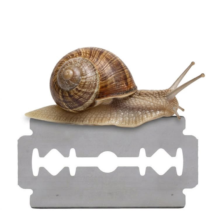 mairunia's tweet photo. Snails on blades https://t.co/yT9z4p3GWr