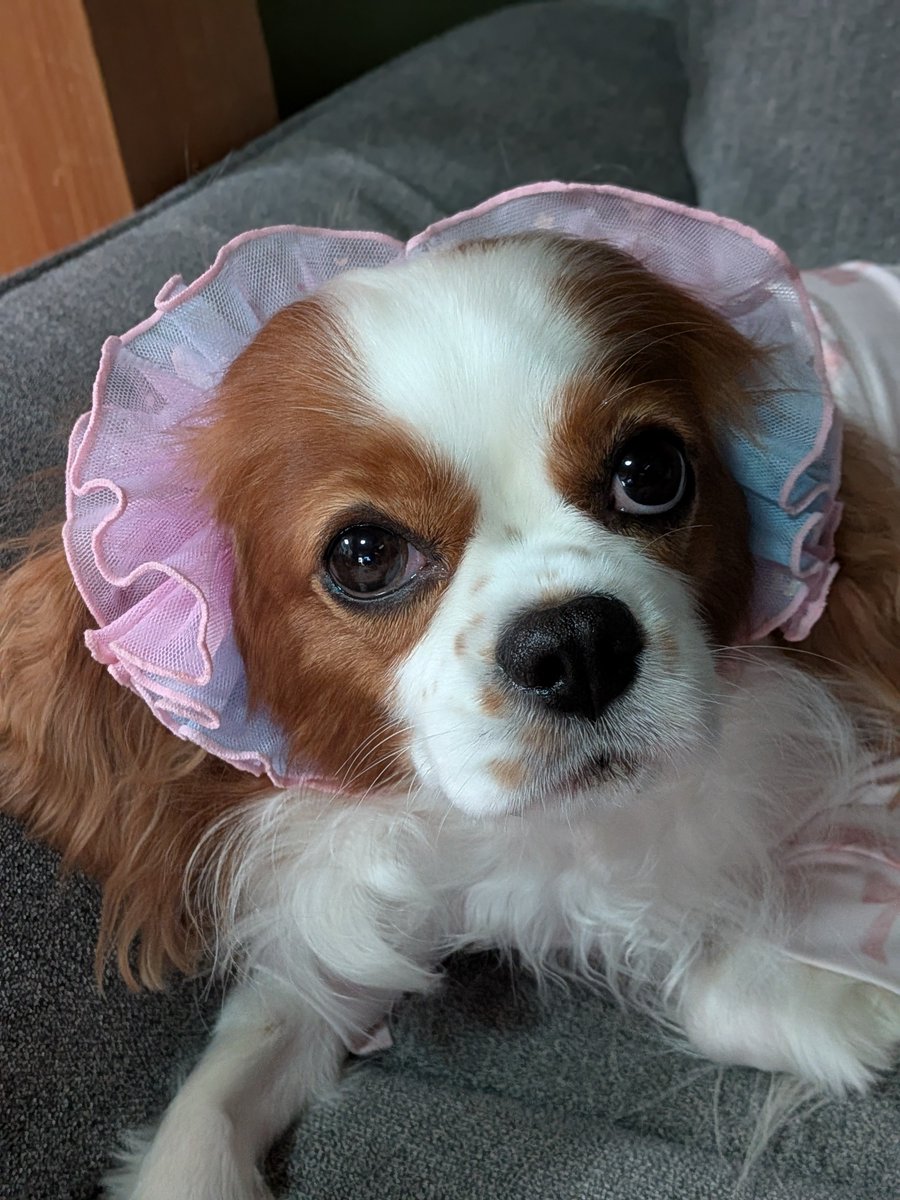 jasmine_ceres's tweet photo. 🐶おはようございます🐾
ファンタスティックな１日を✨️✨️✨️ https://t.co/wbukY3mO2B