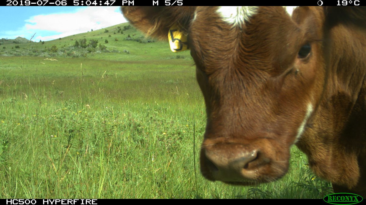 Trail_Cams's tweet photo. https://t.co/dbs86FxOD2