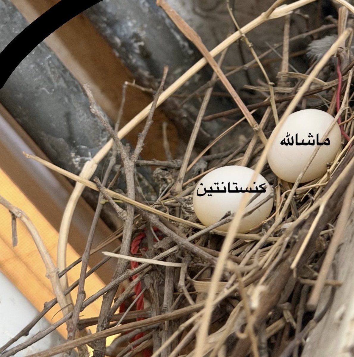 NedaM45986's tweet photo. قوقو فهميده تخم هاش ديگه جوجه نميشن و چند روزه نیومده...
نامه اى به فرزندى كه هرگز زاده نشده:
ماشالله و كنستانتين عزيز خوب شد به دينا نيومدين اينجا براى هيج يك از ما نريدن...
تازه با اون لوكيشينى كه مامانتون تخم گذاشته بود به دنيا اومدن همانا سقوط ازاد ومردن شما هم همانا https://t.co/eVDzmpi9In