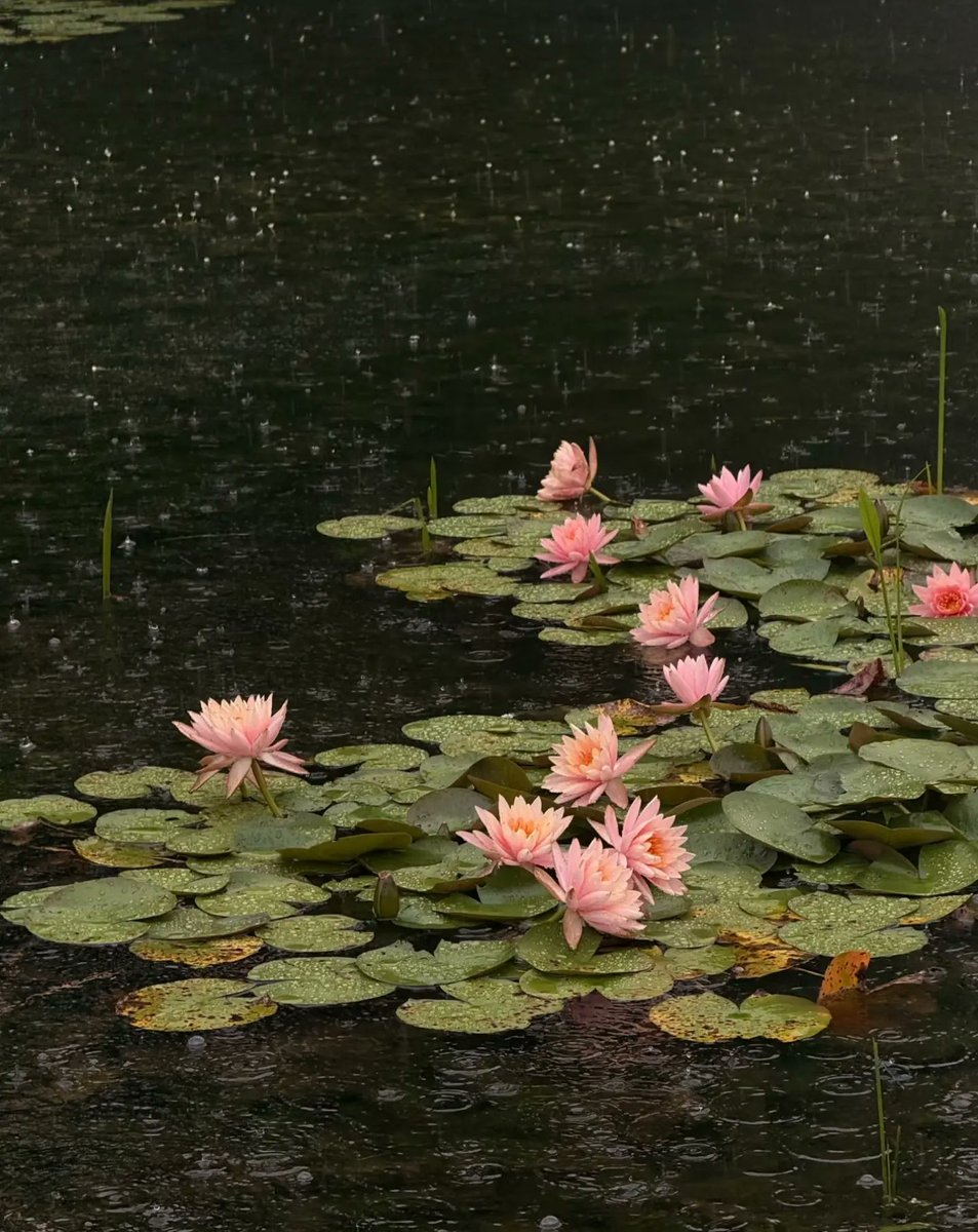 purelivn's tweet photo. water lilies https://t.co/e3VvZyKnfU