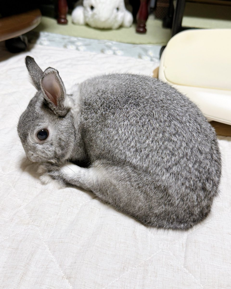 Balam0114's tweet photo. あんよをペロペロ
#うさぎ https://t.co/QpipB7pn4r
