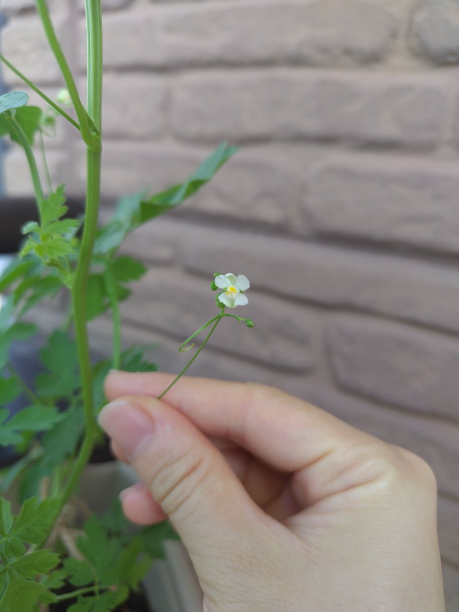 XSsalamander's tweet photo. 遅めに育て始めたフウセンカズラ。
ネットも張って、花も咲いて、たぶ��順調です🎈 https://t.co/hzuEDzTx2G