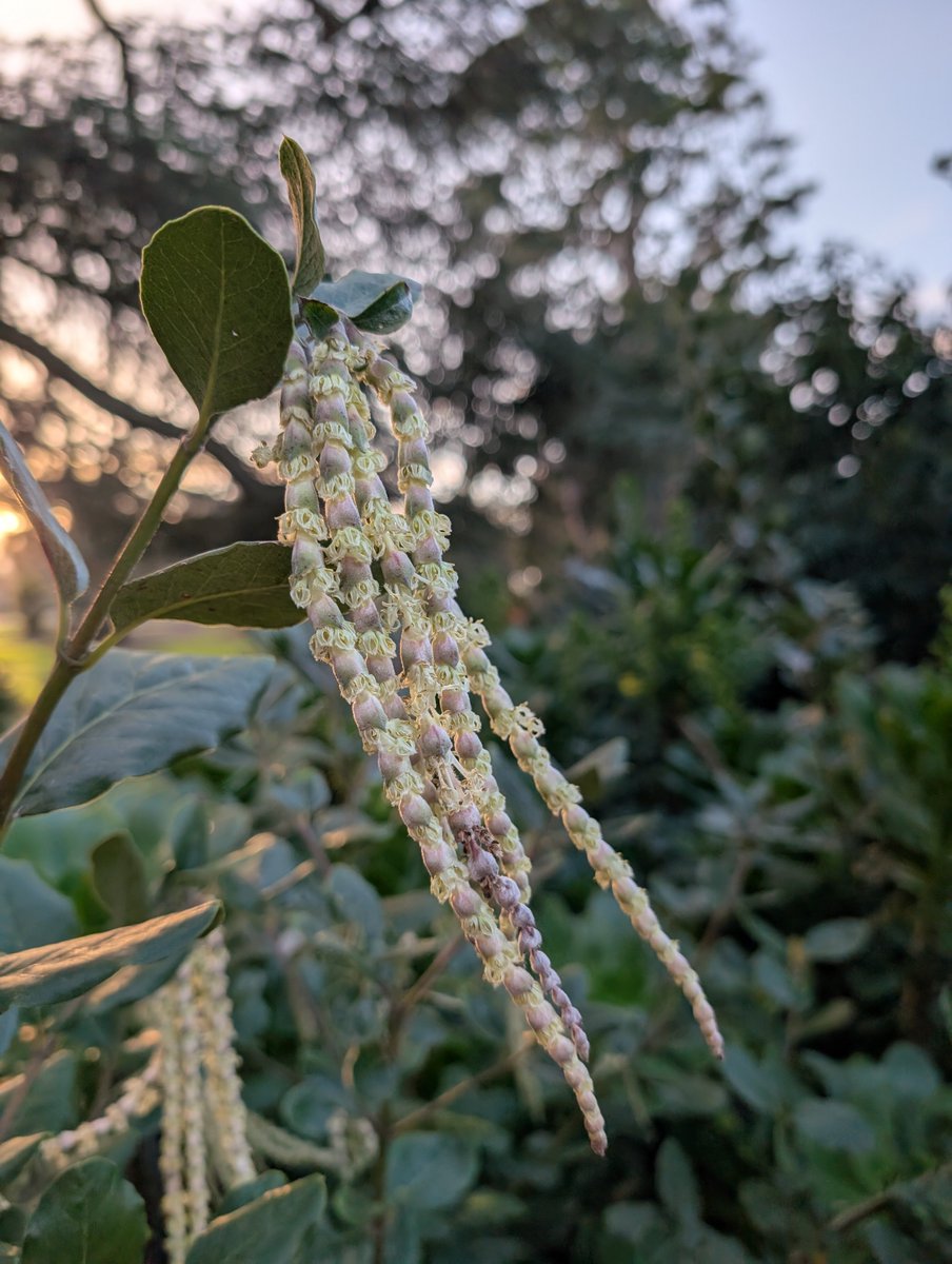 Bundogs's tweet photo. Had to check a gate at Koroit BG playground so a perfect opportunity to look at some plants and trees 🧐
And yes of course I checked out the slide too 😜 #outandabout #koroitbg #winter https://t.co/l1h1jQosfm