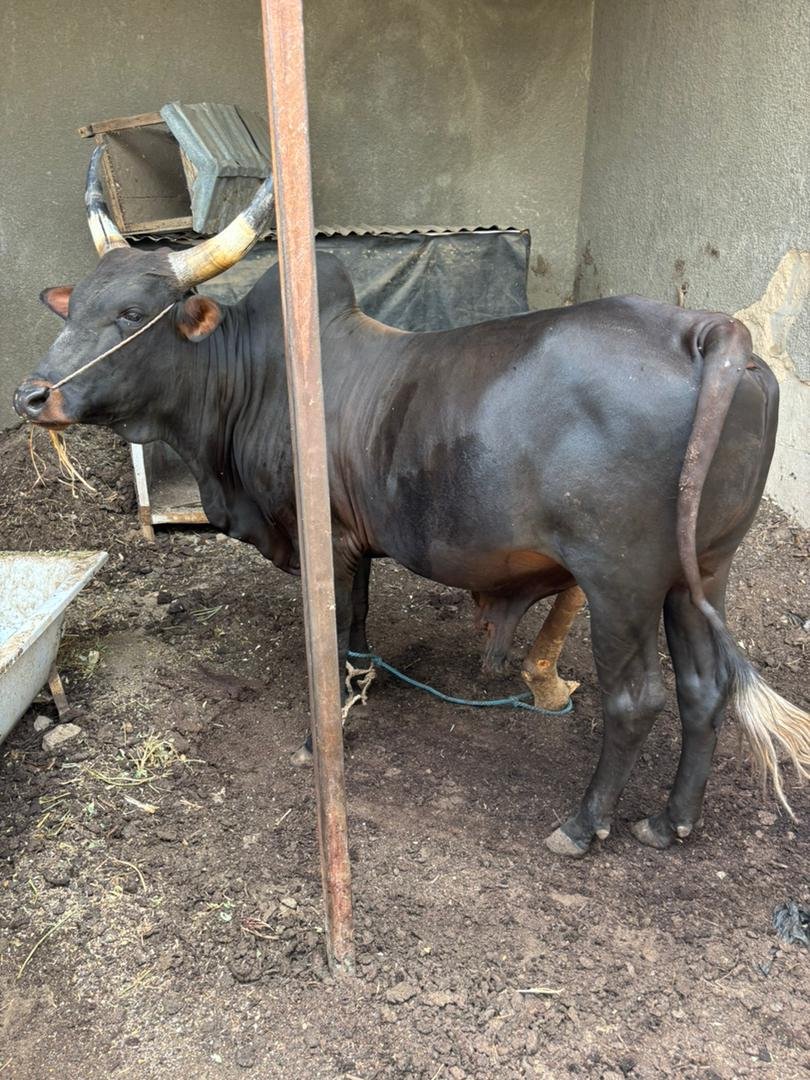 Iroaudu's tweet photo. As you can see, this is our family-owned farm, established by my mother. The farm is fully equipped with all the necessary facilities for livestock farming.

We specialize in rearing sheep (rams) and fattening cattle.

For example, we purchase two underfed bulls for ₦300,000 to ₦350,000 each. We provide them with proper veterinary care, high-quality feed, and good management for a period of three months.

After the fattening period, we sell the bulls at the market. Each bull typically generates a profit of ₦100,000 to ₦150,000, making cattlEe fattening a profitable and sustainable business.