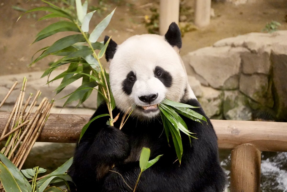 _maimai_panda_'s tweet photo. 楽宝(乐宝/러바오)🐼
Happy 14th Birthday LeBao🎂
📷Nov.27,2025
#楽宝 #乐宝 #러바오 #LeBao #园欣 #YuanXin
生誕地 #中国大熊猫保护研究中心雅安碧峰峡基地
現住地 #エバーランド
父 #园园 #YuanYuan ※永明さんの同父母弟
母 #龙欣 #LongXin
🎂Jul.28,2012 https://t.co/uV4BeTcCih