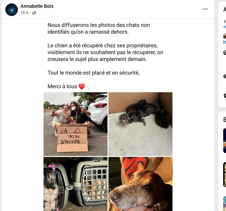 _BethsabeeB_'s tweet photo. Lège Cap Ferret: des chats et un chien non identifiés ont été recueillis. https://t.co/1iG0vYmI1Q