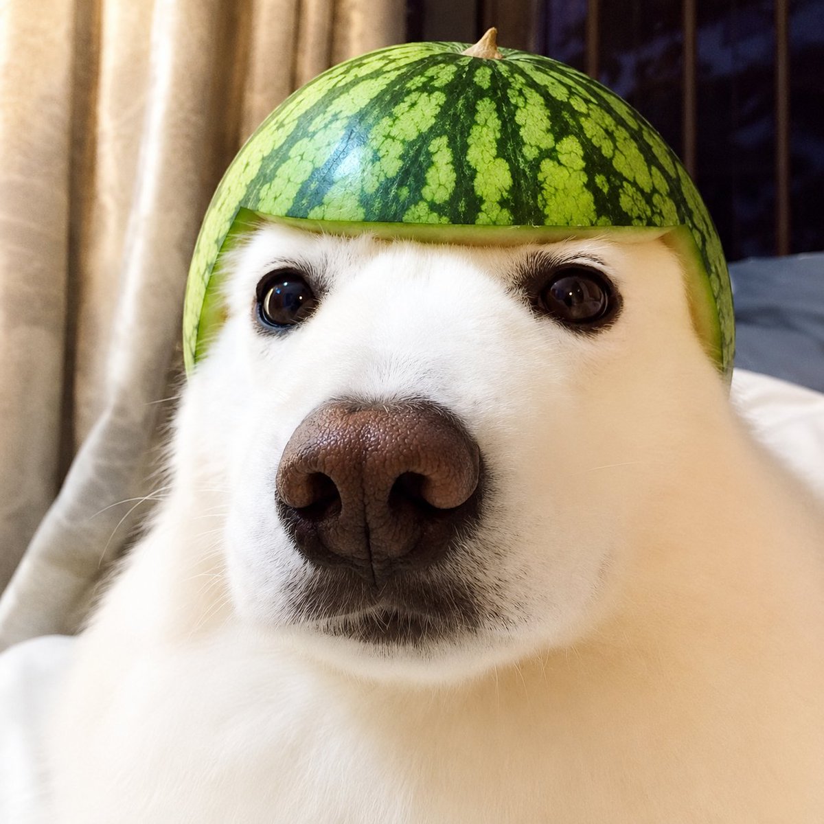 dextraders0's tweet photo. @greg16676935420 🐩🐩🐩 https://t.co/d8PHAu7swu