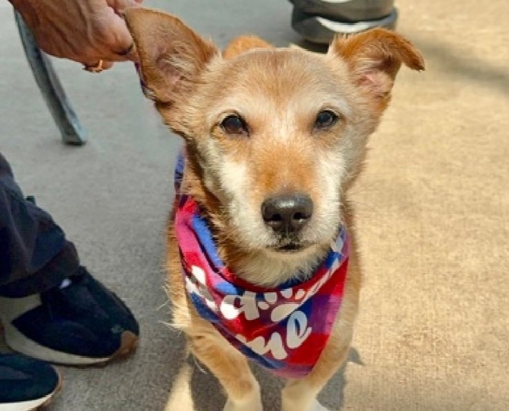 nyc_lilpaws2025's tweet photo. Meet Little Coco 151788
#NYCACC #SaveOurSeniors
He is an 15.5 lb, 11 yr old
Has large mass that needs follow up vet care 🚑
Loves people, playful, active personality 
Likes car rides
Let's find him a home!
https://t.co/NuYxvrC1oK
#Pledge4Medical #foster #adopt https://t.co/BInVR1caGr