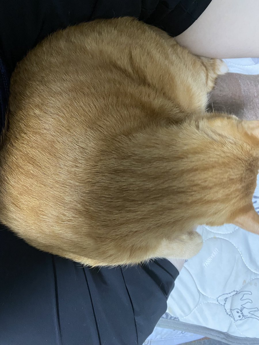 SubaruIzumo's tweet photo. 足の間はオレのもの😼 https://t.co/9T7FWedvJI