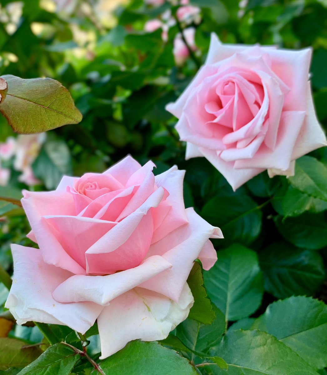 🌸カレリアFlower🌸 on X: 