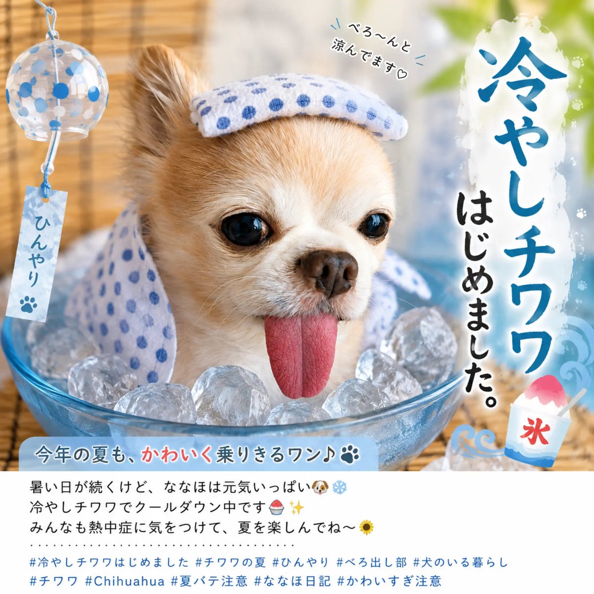 もーにー #fmcocolo765 ぼんじょーるの♪びばっ チワワのななほです