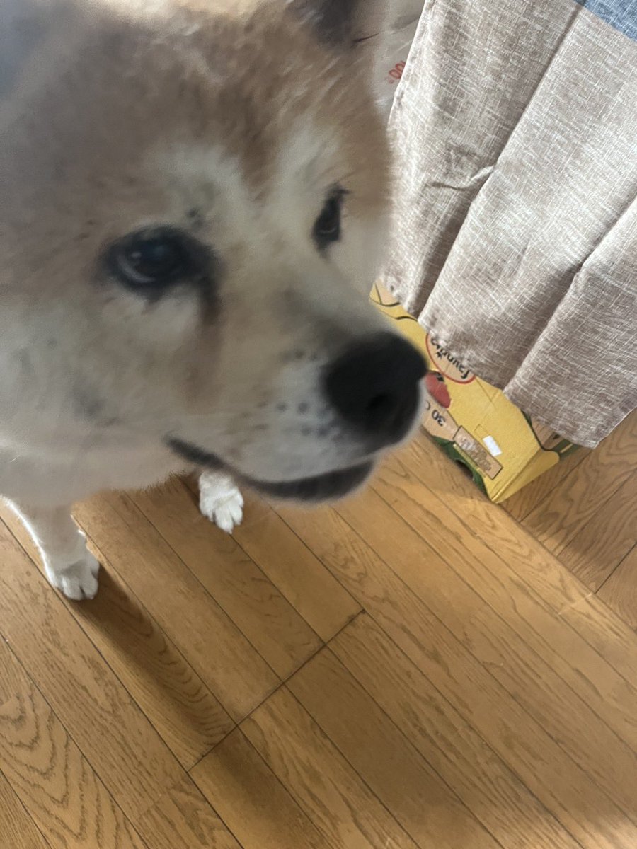 shikisai_yama's tweet photo. おはようございます。

今日からあかつきの収穫始めます。

家内が丹精込めて育てた桃🍑
ぜひカイタク市場にてお求めください。

その前に桃泥棒から守らないと🐶

今日は通院からのすいか🍉配達。

本日も宜しくお願いいたします。
#秋田犬 https://t.co/4kUeQNRjta