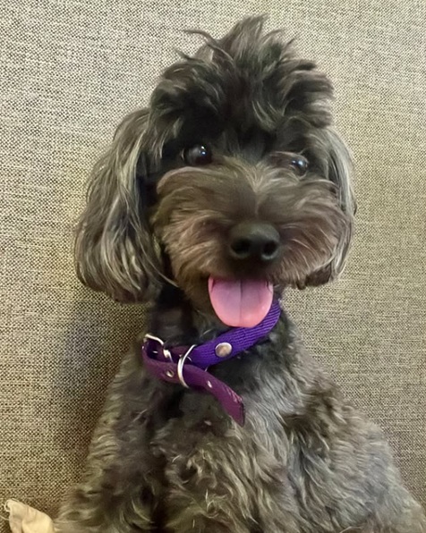 coritalacaniche's tweet photo. 🐾 BUSCAMOS A PANZA 📷Perdida en Olivos, pero ya puede estar en cualquier lugar. Pelaje negro con tonos grises, cola larga Cualquier información es vital. De tamaño mediano a pequeño Contacto: 15-5619-4761 Por favor dale RT para difundir. @PerrosPerdidos @redmascotera https://t.co/jPWBfU1Wq6