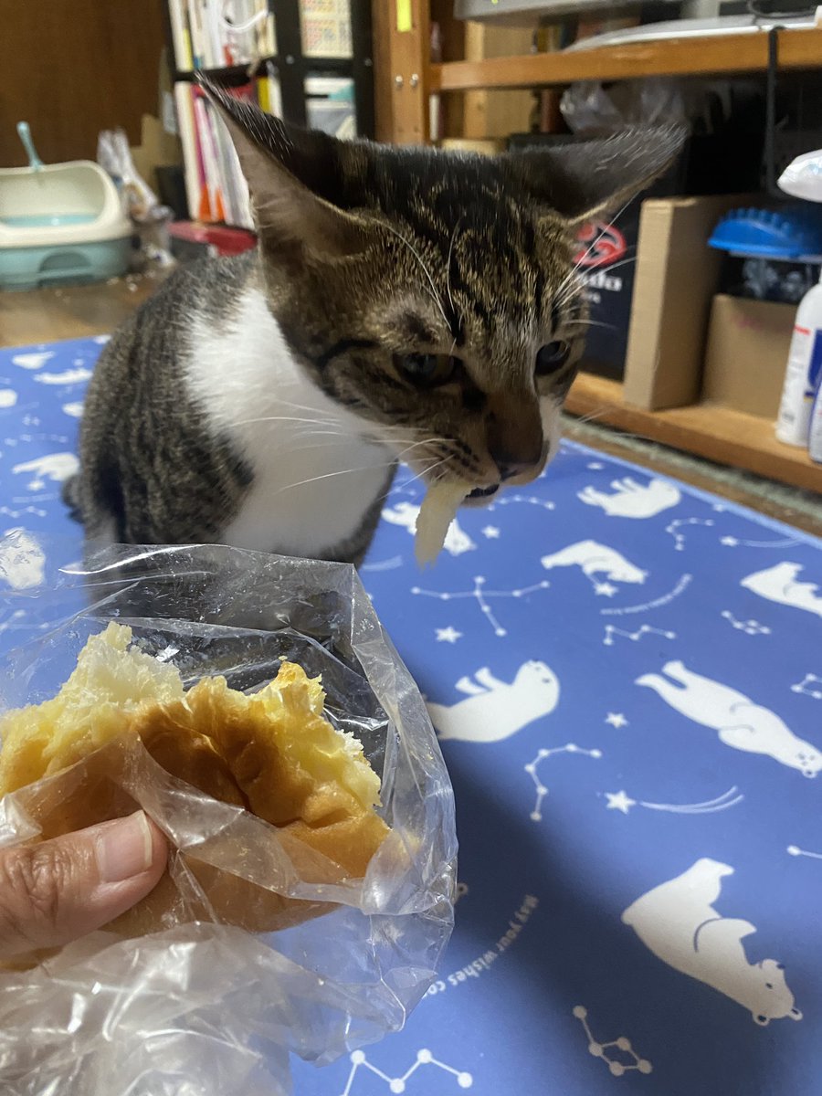 misnow07's tweet photo. リアルパンどろぼう https://t.co/kj8b2IqcOf