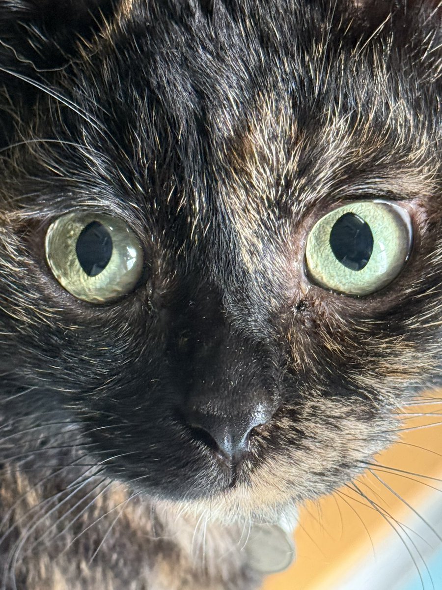 linalinacat's tweet photo. おはよございまーす☀️☁️
週末は予防接種👍🏻💮
お薬のめる、通院も達人級(？)
おりこうさんサビ
凄いよ！ https://t.co/PEy09EmOQ9