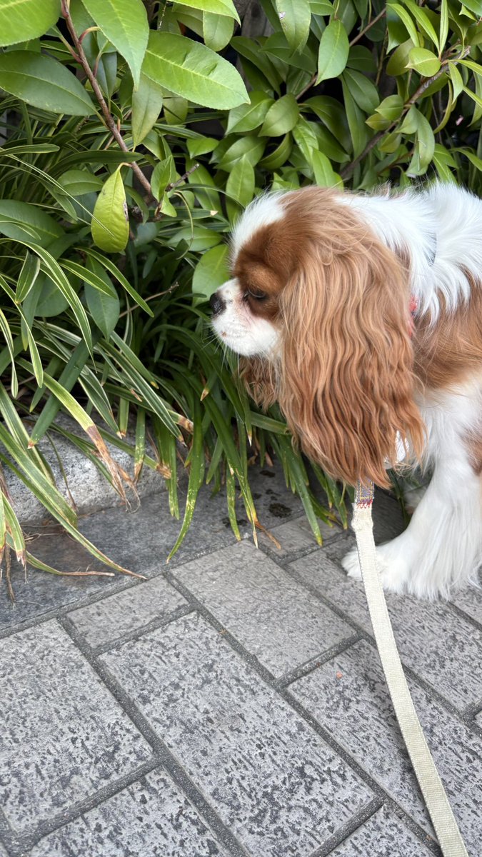 olive_cavalier's tweet photo. もう30℃超え…
あさんぽ7時までがギリだね🙏 https://t.co/Yk8uRjbco6