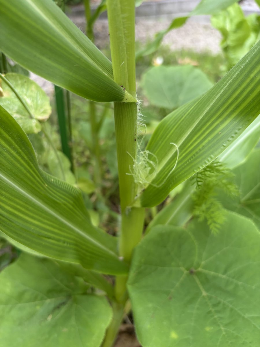 Ken_natureFarm's tweet photo. 【チャレンジ100日目】🌱
100日目の庭

とうもろこし、ちいさな🥸発見！！🌽

豆苗も、すっかりサヤエンドウに🫛
🤩
#自然農法 #家庭菜園 #コンポスト #北海道 https://t.co/9WuX44L6g7