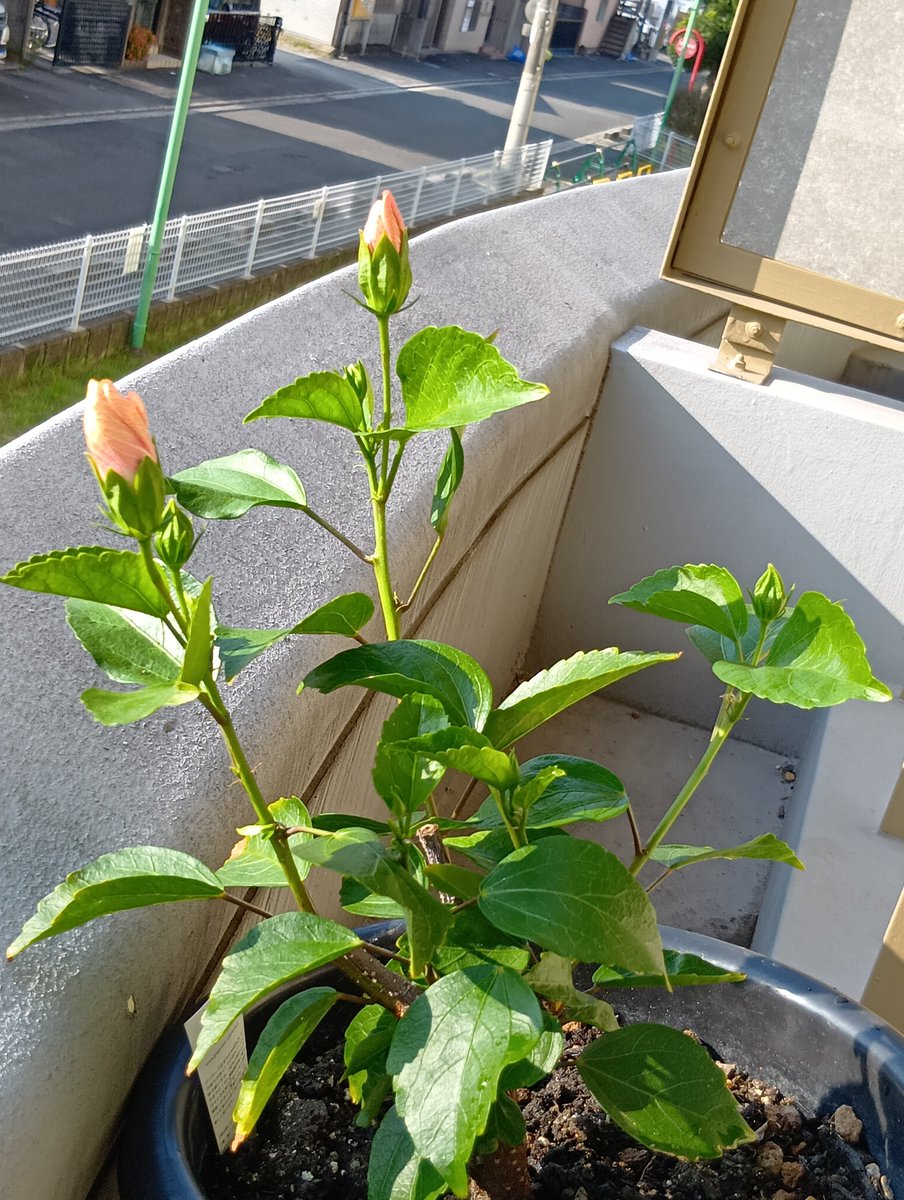 maririnkoto's tweet photo. ジュニョクもファンコンに向けて準備中。ハイビスカスも開花準備中。
応援しています❤
【音韓】ヤン・ジュニョク（WEZAG）に投票完了！現在の得票数:202票 https://t.co/lQtfj952QG https://t.co/1buQv3Dtkm