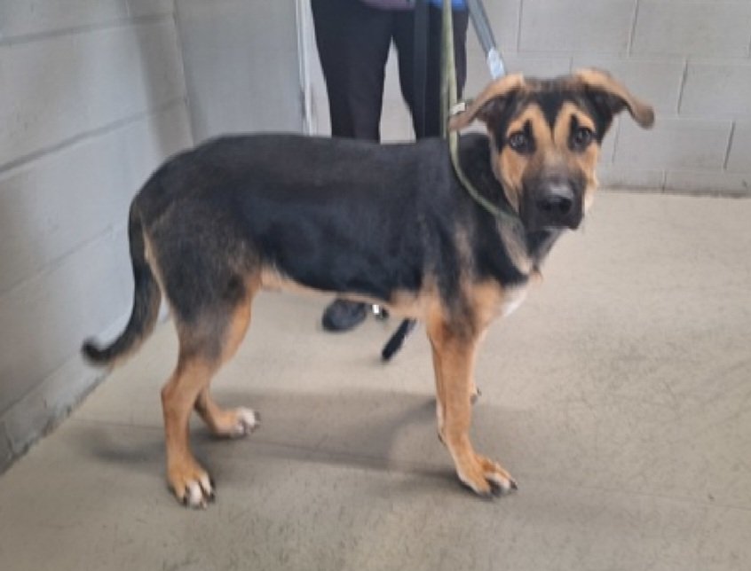 TAV4NYCACCDogs's tweet photo. Marcus 259606
#NewDogOnTheBlock #NYCACC 
He's a cute 7 month old boy, a puppy
#RescueOnly 
He is still learning proper manners
Likes to steal papertowels
Needs exp home to help him be a great companion
https://t.co/iKMlkNewjv
#Pledge4Rescue #foster #adopt https://t.co/GhxIct15tw