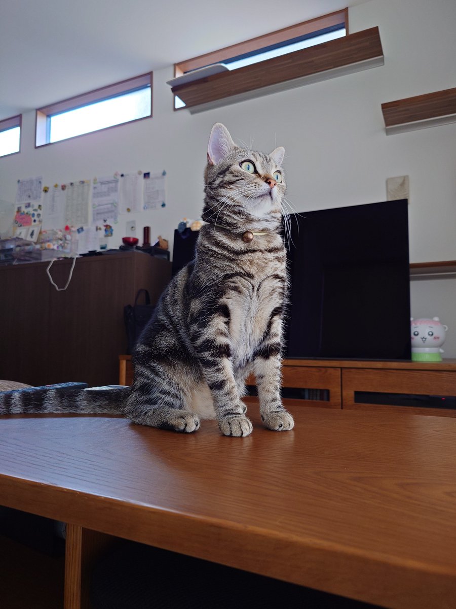 ぬこ