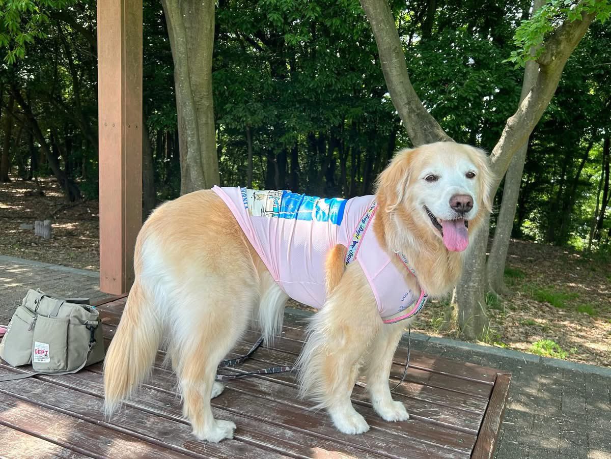 larph_crea's tweet photo. 2年前の今日の写真
リアンと早朝お散歩🌿
お揃いのTシャツで💕 https://t.co/kKYvEc3Fvk