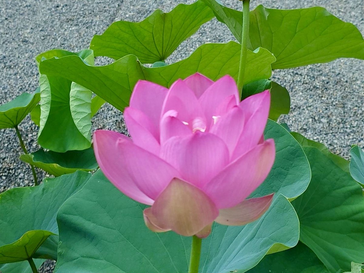 niutsuhimejinja's tweet photo. 『古代ハス開花』
7月28日朝、おはようございます。
古代ハス（大賀ハス）が一輪開花しました。
もう一輪もそろそろ…

※古代ハスは早朝に開花し、昼前には花が閉じてしまいます。また、わずか4日で散ってしまいます。 https://t.co/6bKnHjtvWh