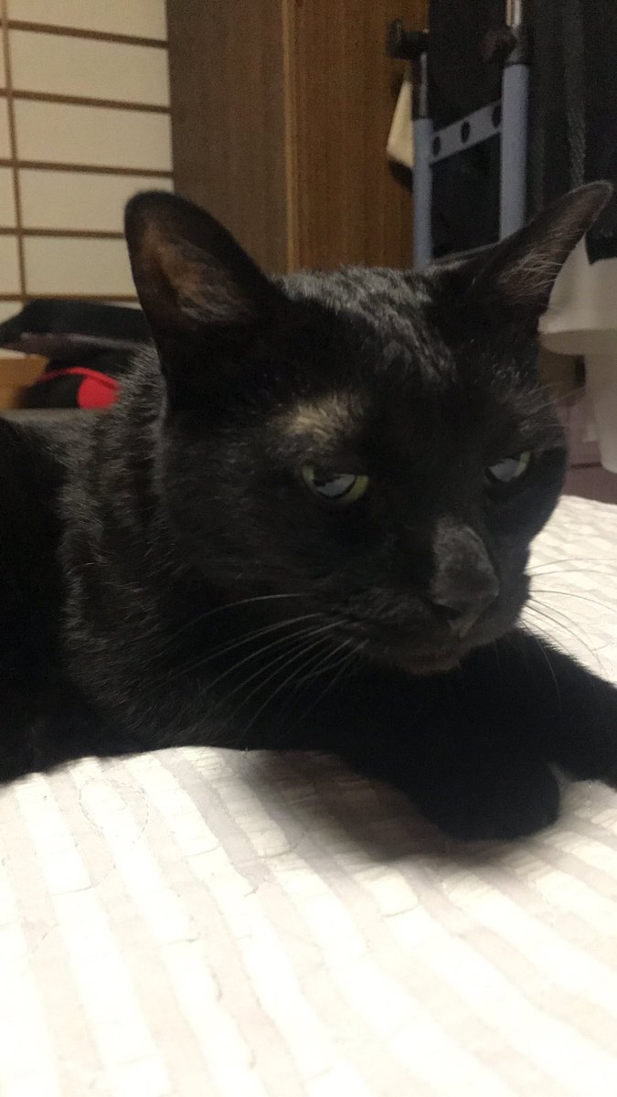 _hirokomandom's tweet photo. おはようにゃ
＃猫 ＃黒猫 ＃猫好きさんと繋がりたい https://t.co/eIVg07bgu9