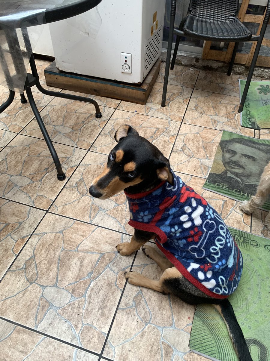 priss_robles's tweet photo. Se busca una familia para esta bebe casi salchicha , esterilizada , se lleva con perros y gatos , es un amor; estuvo varios días vagando por #Iquique, ahora está en temporal pero no pueden quedarse con ella , por favor ayuda para difundir #iquique #AdoptaNoCompres https://t.co/ERcyZqZTGJ