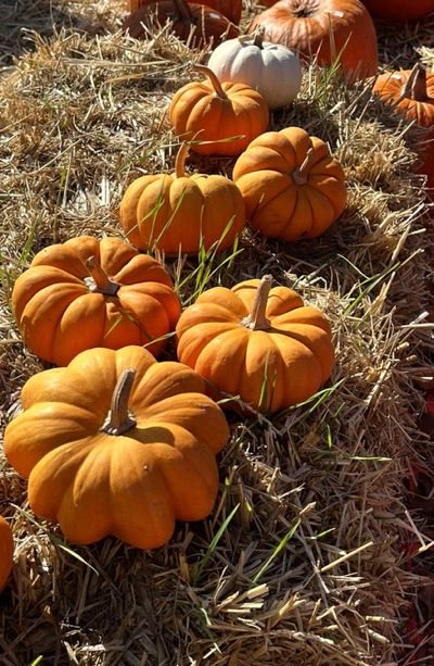 ElizabethRoth09's tweet photo. Can’t wait for pumpkin season! 🍁🍂🎃#pumpkin #pumpkinseason #fall https://t.co/WzaKkJGNNr