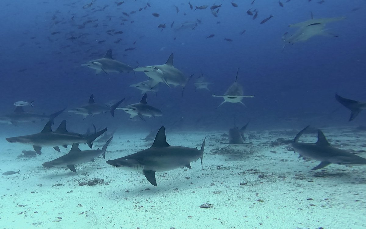 DarwinFound's tweet photo. #Blog | La incautación de 22.000 aletas de tiburón en Ecuador es una pieza más de un rompecabezas mucho mayor. 🦈📦 Expone los desafíos del comercio, la trazabilidad y la gestión pesquera. 🌎👇 Lee más aquí:
https://t.co/Z3qklQWQrs

#Tiburones #Ecuador https://t.co/pVPPxi83ZM