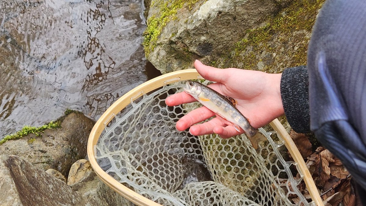 ofoflyfishing's tweet photo. Beautiful PA mountain stream brook trout! https://t.co/a3nA7KzPmK