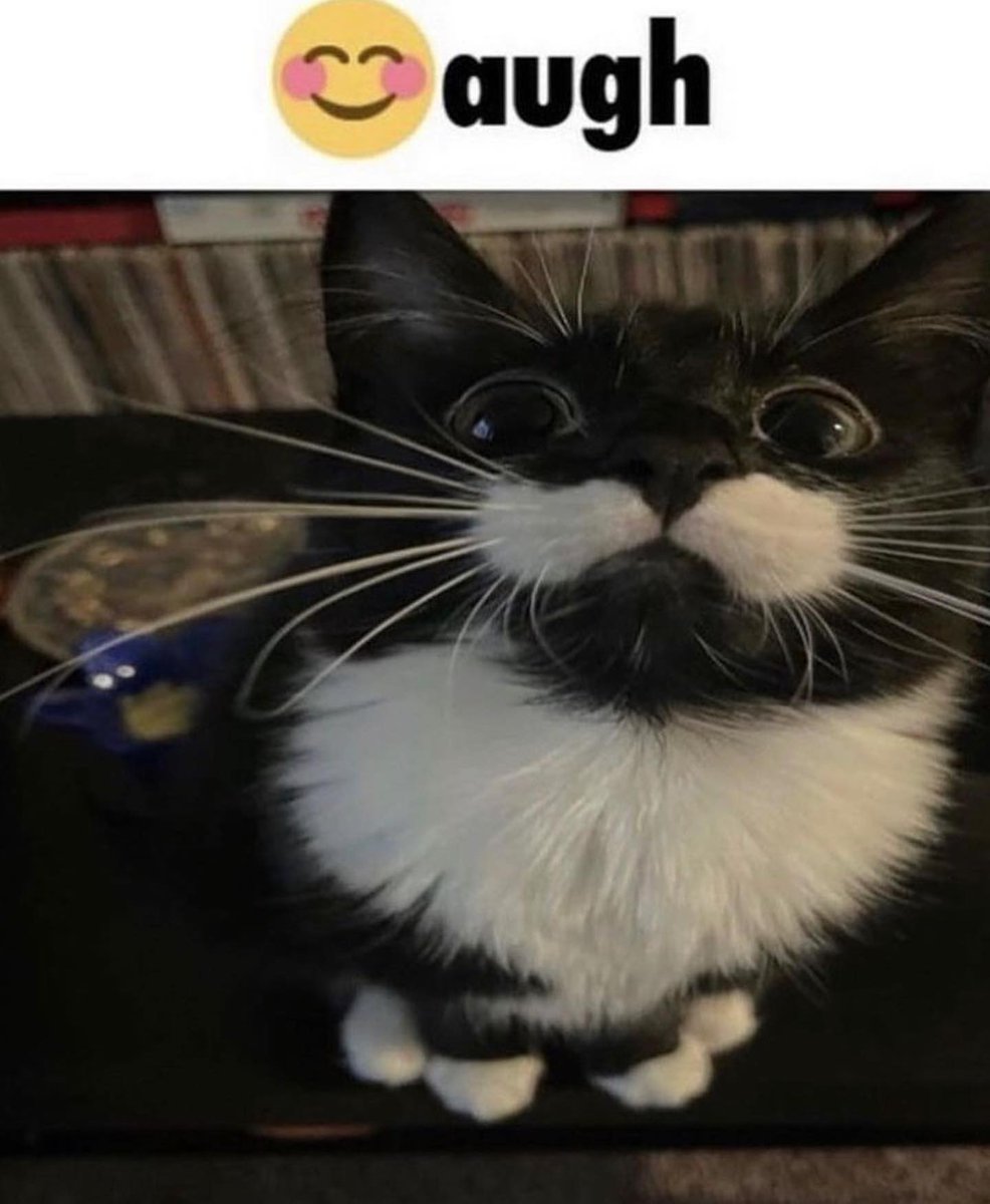 PunchingCat's tweet photo. https://t.co/hnlLwGrijB