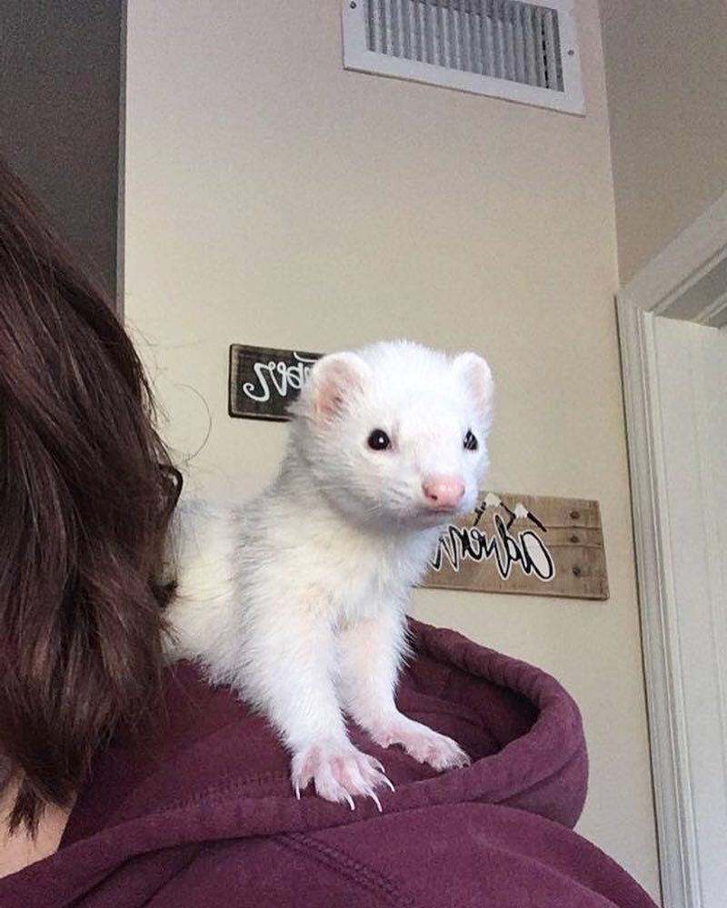FerretPerHour's tweet photo. https://t.co/JGwf6T3e6z