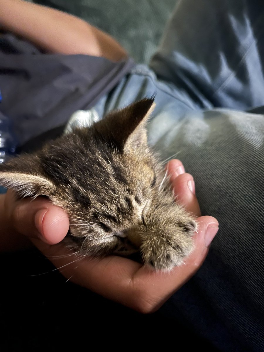 iv3yprofen's tweet photo. guys we found this kitten behind meh work aint he so cute https://t.co/G0uuLeOnne