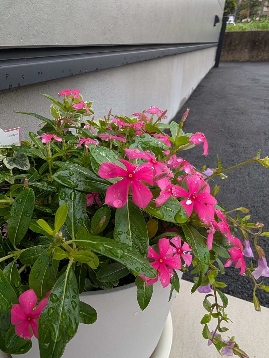 KDenkaCenter's tweet photo. おはようございます。昨日も夕方雨が降ったので花は元気そうです。今日は曇り時々雨ようなので水やりはお休みです☺️ https://t.co/TVOvqwjHlJ